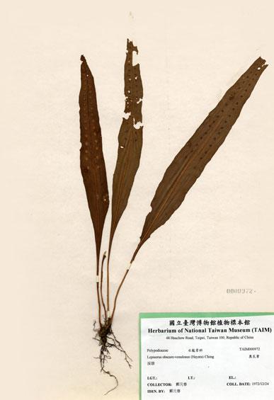 中文名：奧瓦葦 (H000972)學名： em Lepisorus obscure-venulosus (Hayata) Ching /em 