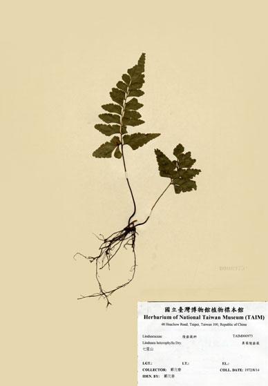 中文名：異葉陵齒蕨 (H000973)學名： em Lindsaea heterophylla Dry. /em 