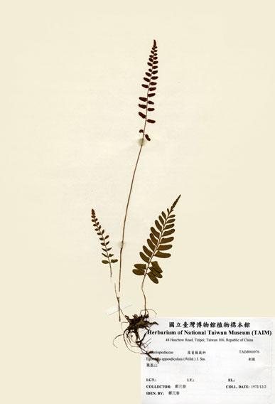 中文名：刺蕨 (H000976)學名： em Egenolfia appendiculata (Willd.) J. Sm. /em 
