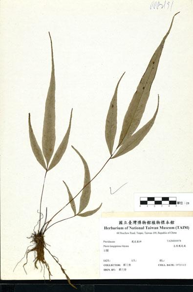 中文名：長葉鳳尾蕨 (H000978)學名： em Pteris longipinna Hayata /em 