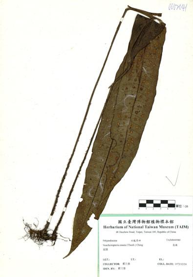中文名：扇蕨 (H000980)學名： em Neocheiropteris ensata (Thunb.) Ching /em 
