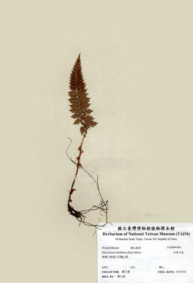 中文名：針葉耳蕨 (H000983)學名： em Polystichum ilicifolium (Don) Moore /em 
