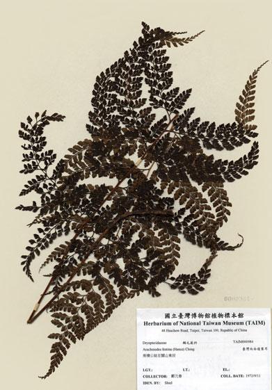 中文名：臺灣兩面複葉耳蕨 (H000984)學名： em Arachniodes festina (Hance) Ching /em 