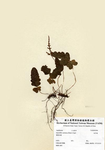 中文名：地耳蕨 (H000986)學名： em Quercifilix zeylanica (Houtt.) Copel. /em 