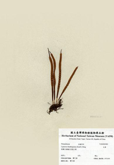 中文名：瓦葦 (H000989)學名： em Lepisorus thunbergianus (Kaulf.) Ching /em 
