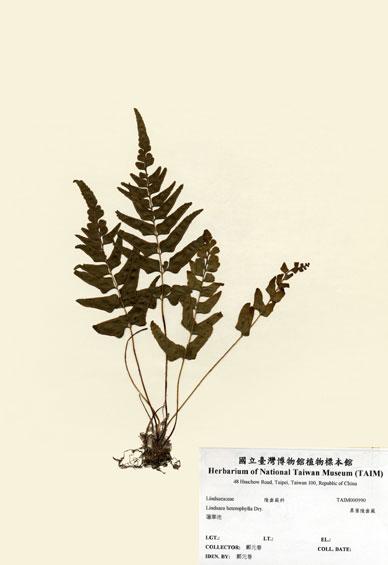 中文名：異葉陵齒蕨 (H000990)學名： em Lindsaea heterophylla Dry. /em 