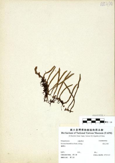 中文名：絨毛石葦 (H000992)學名： em Pyrrosia linearifolia (Hook.) Ching /em 