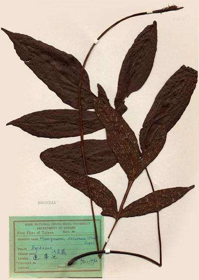 中文名：沙皮蕨 (H000993)學名： em Hemigramme decurrens (Hook.) Copel. /em 