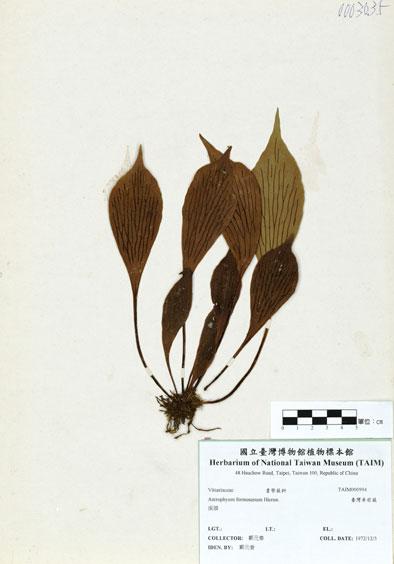 中文名：臺灣車前蕨 (H000994)學名： em Antrophyum formosanum Hieron. /em 
