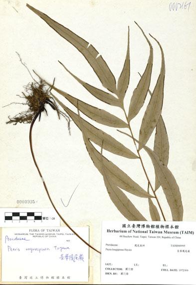 中文名：長葉鳳尾蕨 (H000995)學名： em Pteris longipinna Hayata /em 