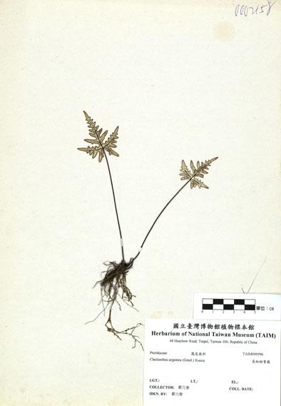 中文名：長柄粉背蕨 (H000996)學名： em Cheilanthes argentea (Gmel.) Kunze /em 