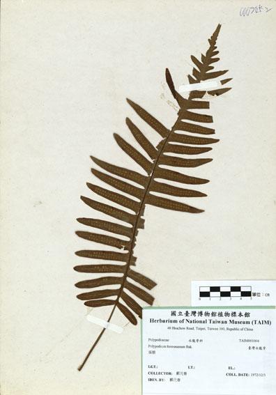 中文名：臺灣水龍骨 (H001004)學名： em Polypodium formosanum Bak. /em 
