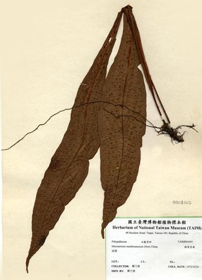 中文名：膜葉星蕨 (H001005)學名： em Microsorium membranaceum (Don) Ching /em 