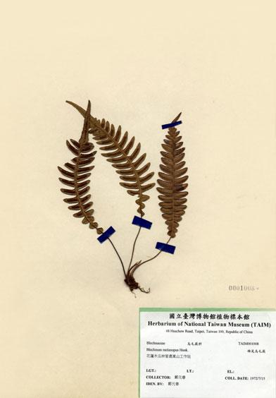中文名：雉尾烏毛蕨 (H001008)學名： em Blechnum melanopus Hook. /em 
