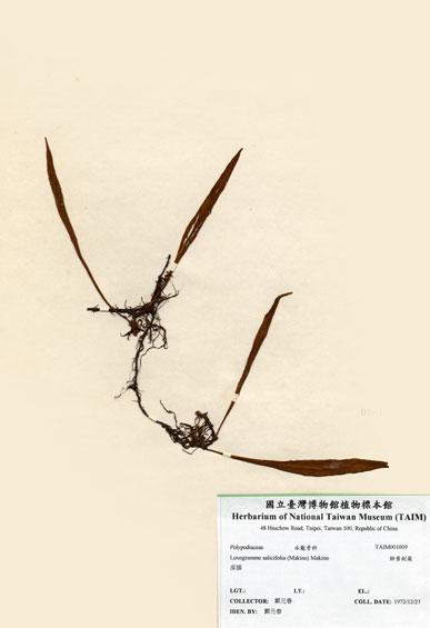 中文名：柳葉劍蕨 (H001009)學名： em Loxogramme salicifolia (Makino) Makino /em 