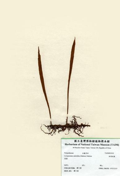 中文名：柳葉劍蕨 (H001010)學名： em Loxogramme salicifolia (Makino) Makino /em 