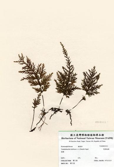中文名：寬葉瓶蕨 (H001011)學名： em Vandenboschia latifrons (v. d. Bosch) Copel. /em 