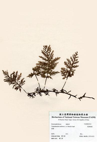 中文名：寬葉瓶蕨 (H001012)學名： em Vandenboschia latifrons (v. d. Bosch) Copel. /em 
