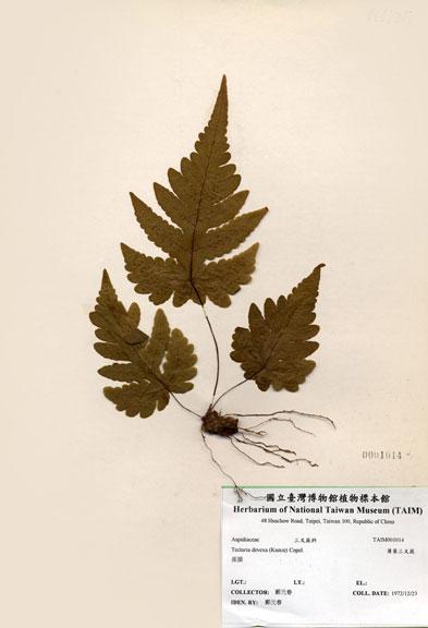 中文名：薄葉三叉蕨 (H001014)學名： em Tectaria devexa (Kunze) Copel. /em 