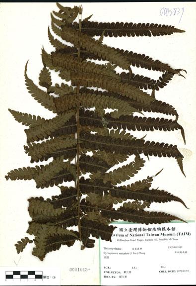 中文名：耳羽鉤毛蕨 (H001015)學名： em Cyclogramma auriculata (J. Sm.) Ching /em 