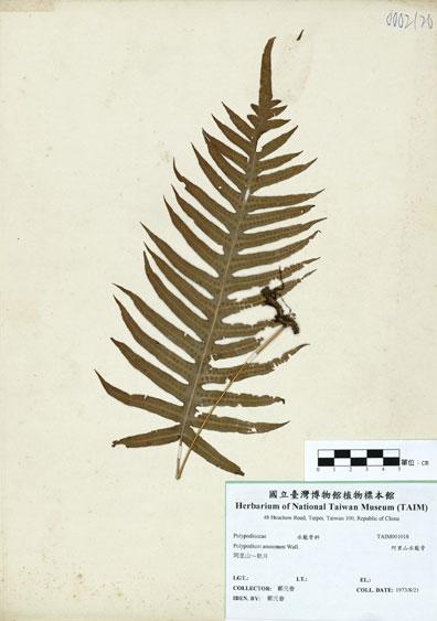 中文名：阿里山水龍骨 (H001018)學名： em Polypodium amoenum Wall. ex Mett. /em 