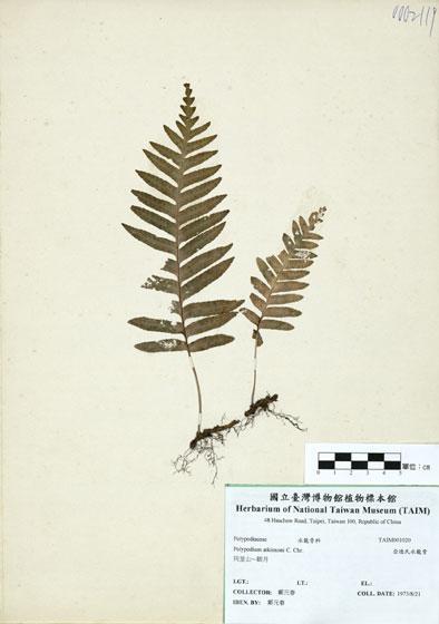 中文名：亞德氏水龍骨 (H001020)學名： em Polypodium atkinsoni C. Chr. /em 