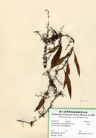 中文名：骨牌蕨 (H001023)學名： em Lepidogrammitis rostrata (Beddome) Tagawa /em 