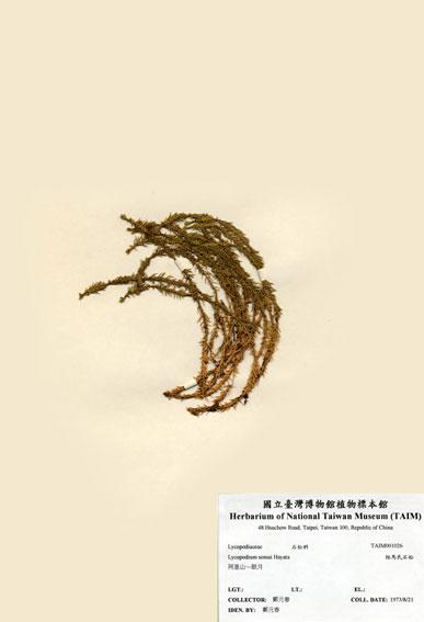 中文名：相馬氏石松 (H001026)學名： em Lycopodium somae Hayata /em 