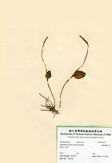 中文名：高山瓶爾小草 (H001027)學名： em Ophioglossum austro-asiaticum Nishida /em 