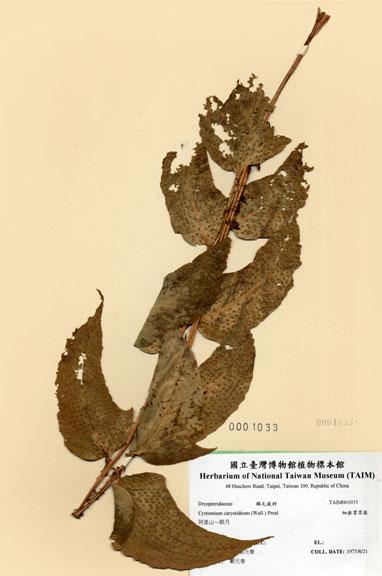 中文名：細齒貫眾蕨 (H001033)學名： em Cyrtomium caryotideum (Wall.) Presl /em 