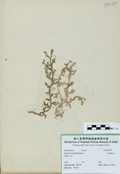中文名：疏葉卷柏 (H001034)學名： em Selaginella remotifolia Spring /em 
