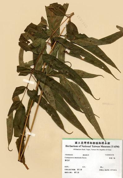 中文名：華鳳了蕨 (H001038)學名： em Coniogramme intermedia Hieron. /em 