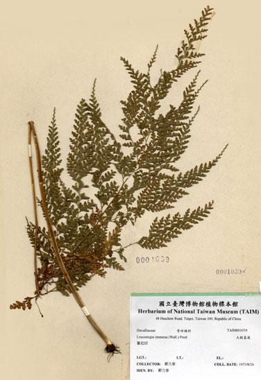 中文名：大膜蓋蕨 (H001039)學名： em Leucostegia immersa (Wall.) Presl /em 