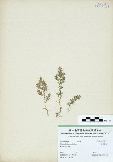 中文名：膜葉卷柏 (H001047)學名： em Selaginella leptophylla Bak. /em 