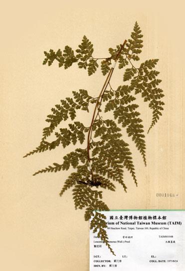 中文名：大膜蓋蕨 (H001048)學名： em Leucostegia immersa (Wall.) Presl /em 