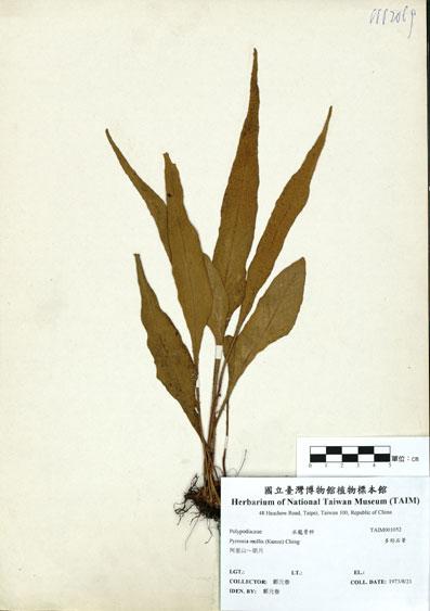 中文名：多形石葦 (H001052)學名： em Pyrrosia mollis (Kunze) Ching /em 