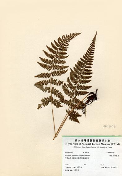 中文名：阿里山蹄蓋蕨 (H001054)學名： em Athyrium arisanense (Hayata) Tagawa /em 
