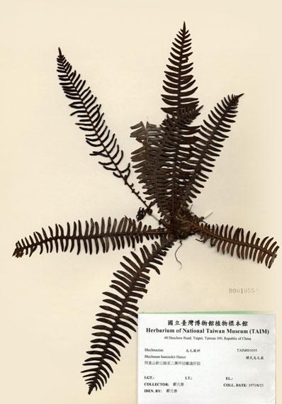 中文名：韓氏烏毛蕨 (H001055)學名： em Blechnum hancockii Hance /em 