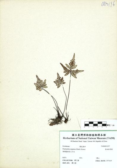中文名：長柄粉背蕨 (H001057)學名： em Cheilanthes argentea (Gmel.) Kunze /em 