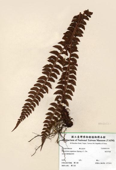 中文名：軟骨耳蕨 (H001058)學名： em Polystichum nepalense (Spreng.) C. Chr. /em 