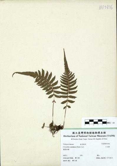 中文名：小毛蕨 (H001062)學名： em Christella acuminata (Houtt.) Lev. /em 