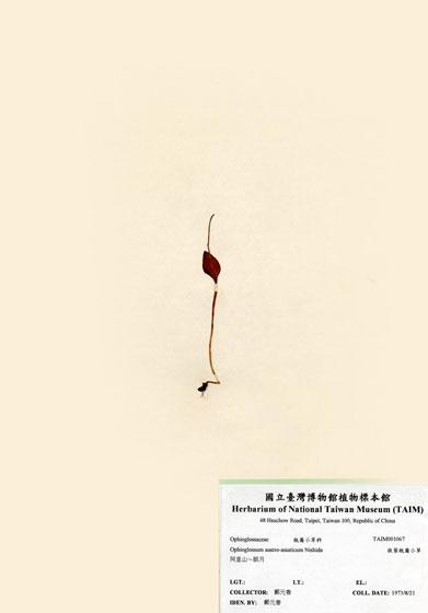 中文名：高山瓶爾小草 (H001067)學名： em Ophioglossum austro-asiaticum Nishida /em 