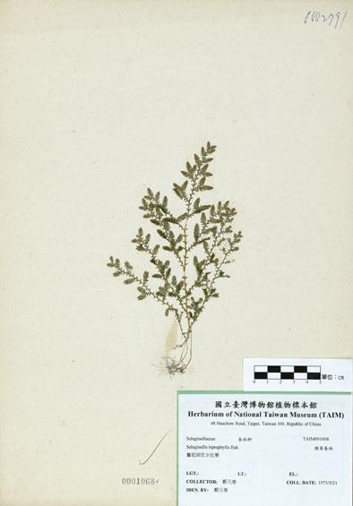 中文名：膜葉卷柏 (H001068)學名： em Selaginella leptophylla Bak. /em 