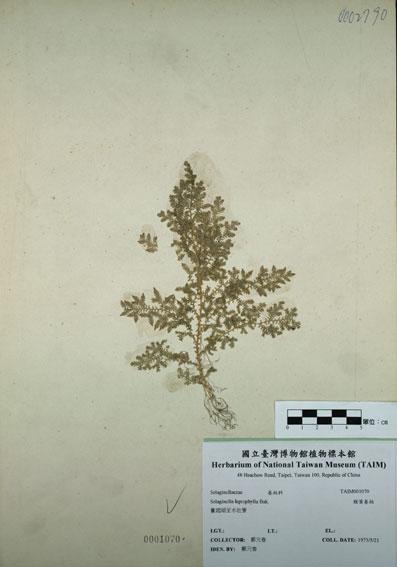 中文名：膜葉卷柏 (H001070)學名： em Selaginella leptophylla Bak. /em 