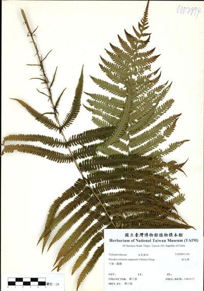 中文名：假毛蕨 (H001106)學名： em Pseudocyclosorus esquirolii (Christ) Ching /em 