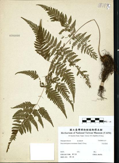 中文名：大金星蕨 (H001107)學名： em Macrothelypteris torresiana (Gaud.) Ching /em 
