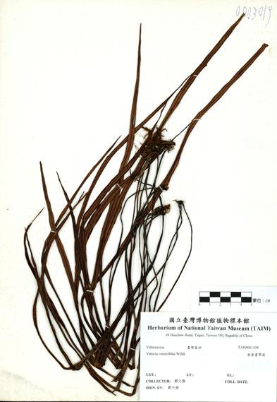 中文名：垂葉書帶蕨 (H001108)學名： em Vittaria zosterifolia Willd. /em 