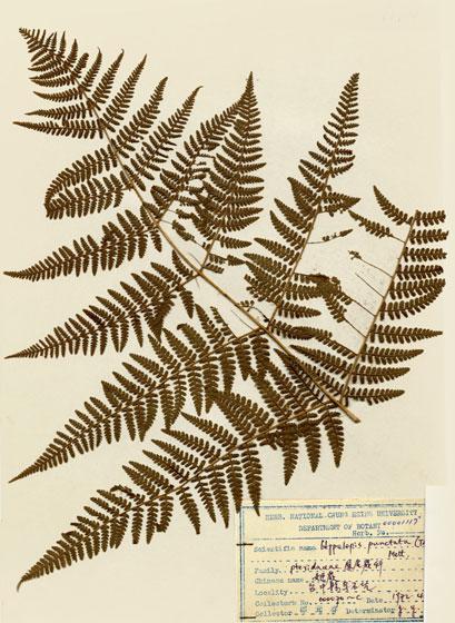 中文名：姬蕨 (H001117)學名： em Hypolepia punctata (Thunb.) Merr. /em 