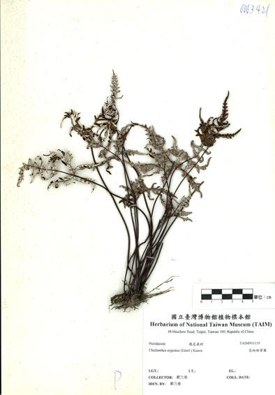 中文名：長柄粉背蕨 (H001119)學名： em Cheilanthes argentea (Gmel.) Kunze /em 