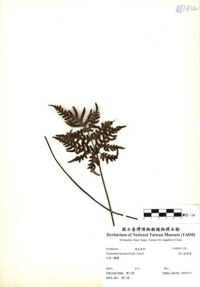 中文名：深山粉背蕨 (H001120)學名： em Cheilanthes farinosa (Forsk.) Kaulf. /em 